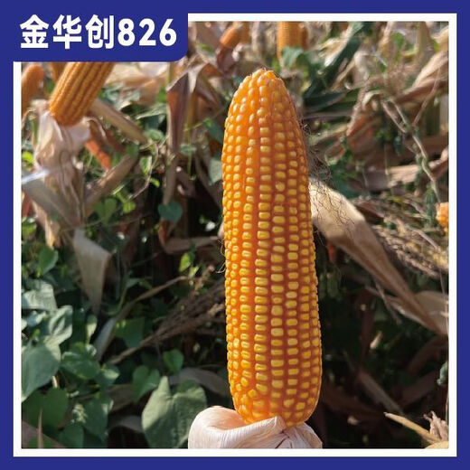 Jinhuachuang 826 new corn seed that is resistant to density, resistant to disease, lodging, rust and stable yield, 4826 grains/bag, 1 bag