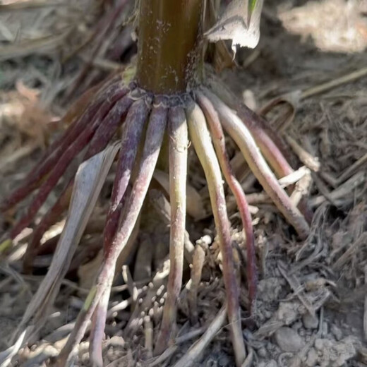 黄吨粮 京研玉1812 综合抗性强抗倒伏耐高温角质粮产量高玉米种子 25袋宋6袋