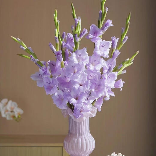 Gladiolus Backgammon Flowers Hydroponic Fresh Cut Flowers Gladiolus Valentine's Day Gift Spring Festival Decoration New Year's Eve Flowers Gladiolus Taro Purple 3 Branches (60-65cm)