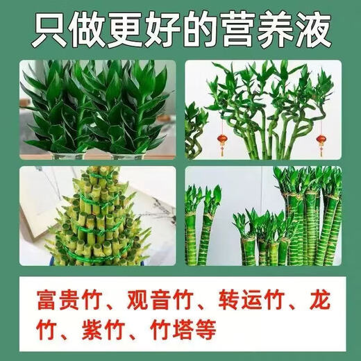 20,000 additional purchases from the entire network, Lucky Bamboo Special Nutrient Solution, Lucky Bamboo Guanyin Bamboo Hydroponic Plant Copper Money Grass Potted Lucky Bamboo Nutrient Solution 300ml 1 bottle