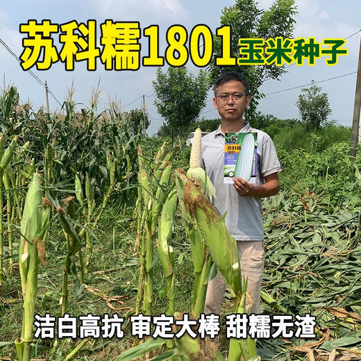 Trailer head Sukenuo 1801 white corn seed, national approval white sweet glutinous rice sticky glutinous cob seed, Datian Jie, Changfeng Sukenuo 1801 corn 200g/bag