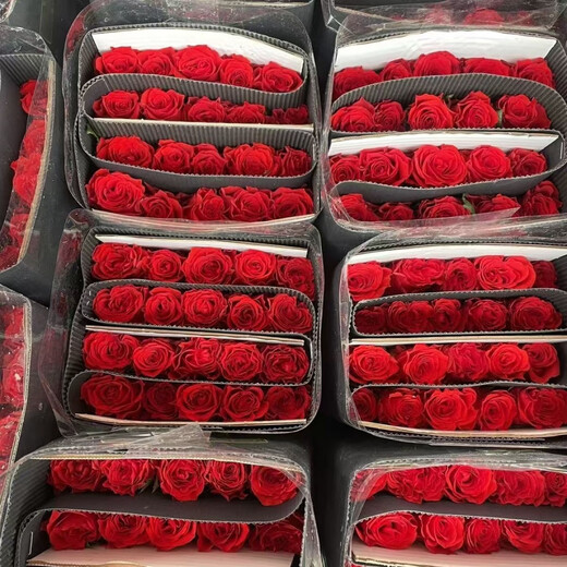 Jingdong Flowers Boutique Water-cultured Soilless Culture New Year's Eve Flowers Valentine's Day Limited Red Roses 20 Pack 45CM+ Straight from the Source