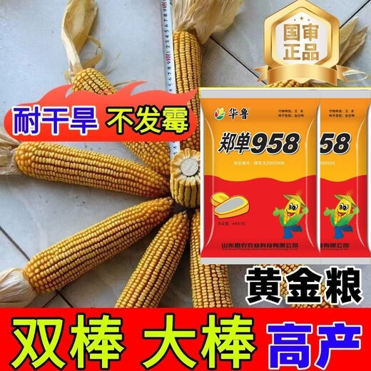 Академия сельскохозяйственных наук семена кукурузы короткостебельные, устойчивые к полеганию, засухе и стабильной урожайности, большая палка, новый сорт, живой стебель, спелые семена кукурузы, пшеница Чжэндан 958, 4400 зерен в мешке
