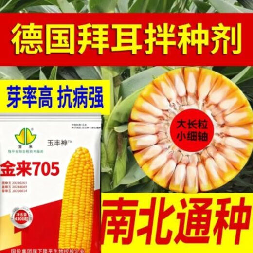 Jinlai 705, national-approved red-shaft big stick, stable yield, disease-resistant, withering resistance, lodging resistance, stable-yielding corn seed, national-approved Jinlai 705, 1 mu of land, with ton yield, now on sale