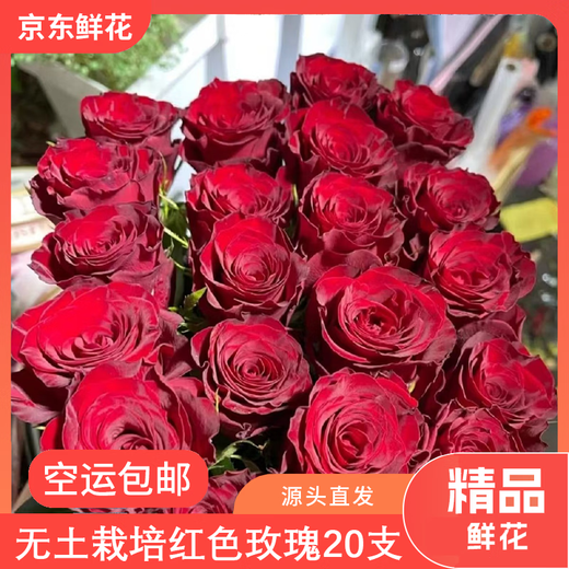 Jingdong Flowers Boutique Water-cultured Soilless Culture New Year's Eve Flowers Valentine's Day Limited Red Roses 20 Pack 45CM+ Straight from the Source