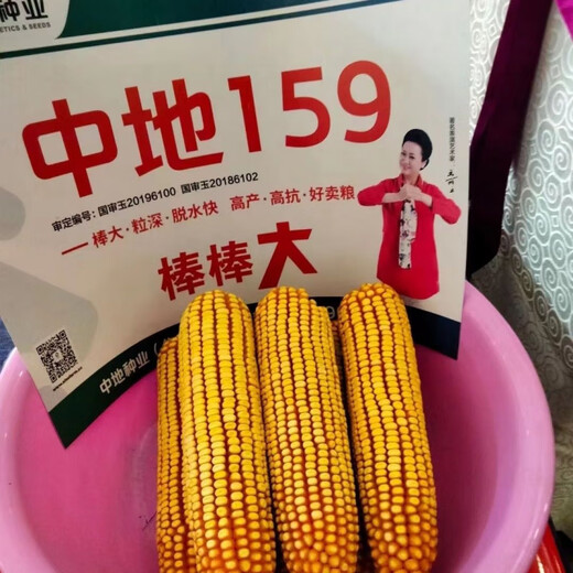 Nationally approved Zhongdi 159 corn seeds 5800 grains, original packaging with strong disease resistance in the third zone, nationally approved Zhongdi 159 seeds 5800 grains/bag