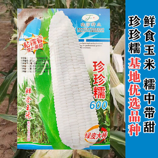 Wangyuanxing corn seeds, high yield, sweet fruit seeds, extra large drought-resistant glutinous seeds, early maturing old varieties, four seasons collection, Zhenzhenbang 600 corn 40g bag