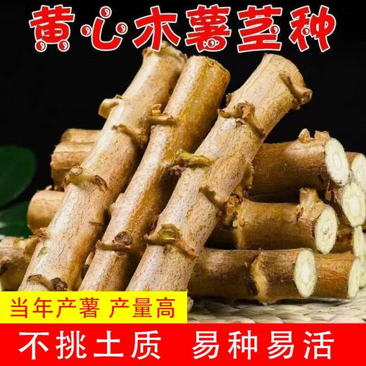 Yishenghuo authentic Guangxi Huanan No. 9 yellow-heart cassava seedlings, preferred No. 9 yellow-fleshed cassava seedlings, 11 yellow-heart cassava seedlings