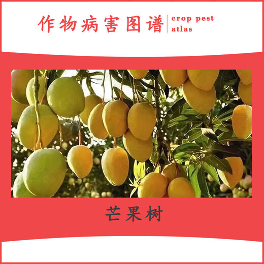 Guoguang Zhenkongfu 25% paclobutrazol regulator mango, citrus, fleshy fruit tree plant control growth and dwarfing 1000ml