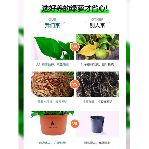 Vinoa green radish potted plants wholesale hydroponic green plant potted plants are easy to grow indoors and purify air plants green basket new house dark green flower color pot 2 pots 25 plants * crown width 25cc good with potted plants
