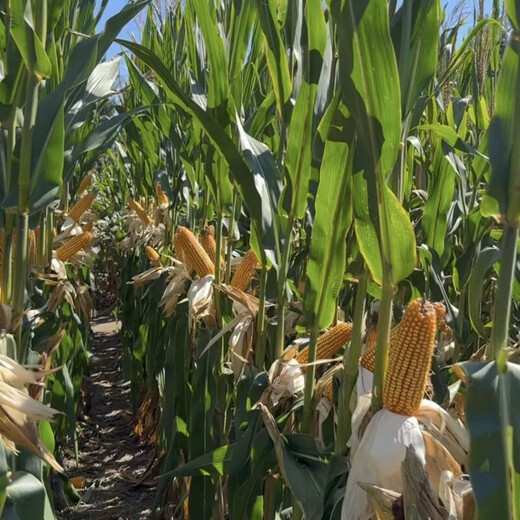 黄吨粮 京研玉1812 综合抗性强抗倒伏耐高温角质粮产量高玉米种子 25袋宋6袋