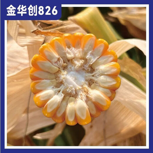 Jinhuachuang 826 new corn seed that is resistant to density, resistant to disease, lodging, rust and stable yield, 4826 grains/bag, 1 bag