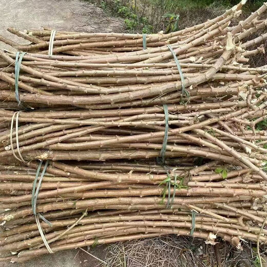 Yishenghuo authentic Guangxi Huanan No. 9 yellow-heart cassava seedlings, preferred No. 9 yellow-fleshed cassava seedlings, 11 yellow-heart cassava seedlings