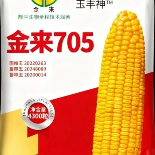 Jinlai 705, national-approved red-shaft big stick, stable yield, disease-resistant, withering resistance, lodging resistance, stable-yielding corn seed, national-approved Jinlai 705, 1 mu of land, with ton yield, now on sale