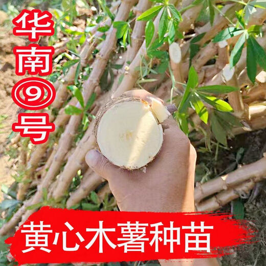 Yishenghuo authentic Guangxi Huanan No. 9 yellow-heart cassava seedlings, preferred No. 9 yellow-fleshed cassava seedlings, 11 yellow-heart cassava seedlings