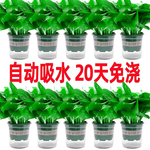 Vinoa green radish potted plants wholesale hydroponic green plant potted plants are easy to grow indoors and purify air plants green basket new house dark green flower color pot 2 pots 25 plants * crown width 25cc good with potted plants