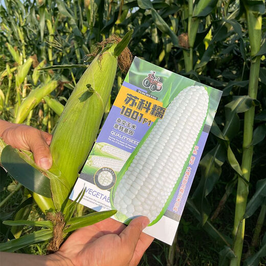 Trailer head Sukenuo 1801 white corn seed, national approval white sweet glutinous rice sticky glutinous cob seed, Datian Jie, Changfeng Sukenuo 1801 corn 200g/bag
