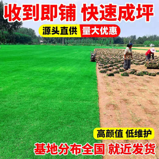 Turf soil real lawn with soil four-season green Manila turf villa courtyard greening grass Taiwan grass 1 square meter bentgrass buy 5 square meters and get 0.5 square meters