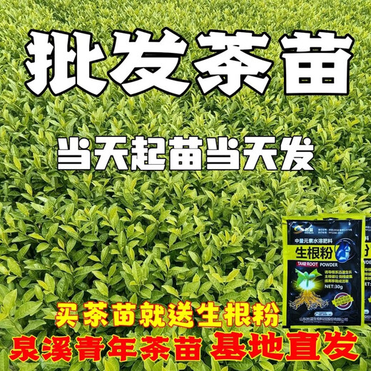 Wangyuan Xinglongjing 43 Teesetzlinge Wuniu Zaozhen Zhejiang 117 mittlerer Tee 108 mittlere gelbe und gelbe Goldknospe Anji weißer Tee grüner Teebaum Wuniu weißer Teesetzling 100 Pflanzen