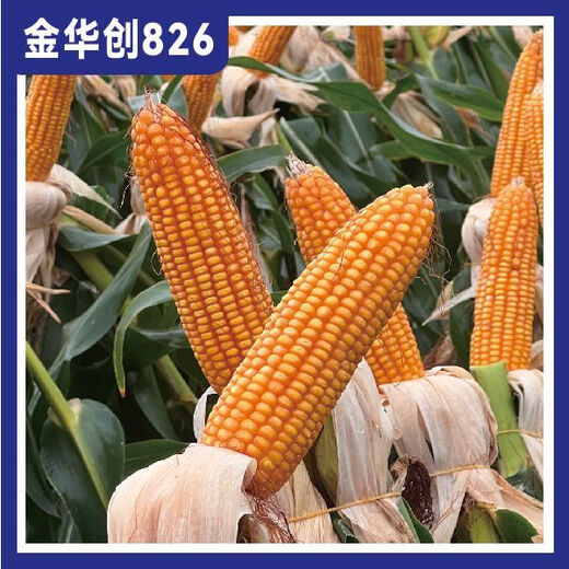 Jinhuachuang 826 new corn seed that is resistant to density, resistant to disease, lodging, rust and stable yield, 4826 grains/bag, 1 bag