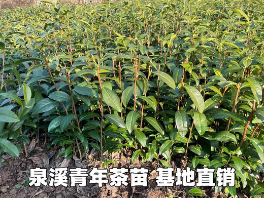 Wangyuan Xinglongjing 43 Teesetzlinge Wuniu Zaozhen Zhejiang 117 mittlerer Tee 108 mittlere gelbe und gelbe Goldknospe Anji weißer Tee grüner Teebaum Wuniu weißer Teesetzling 100 Pflanzen