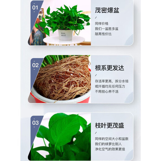 Vinoa green radish potted plants wholesale hydroponic green plant potted plants are easy to grow indoors and purify air plants green basket new house dark green flower color pot 2 pots 25 plants * crown width 25cc good with potted plants