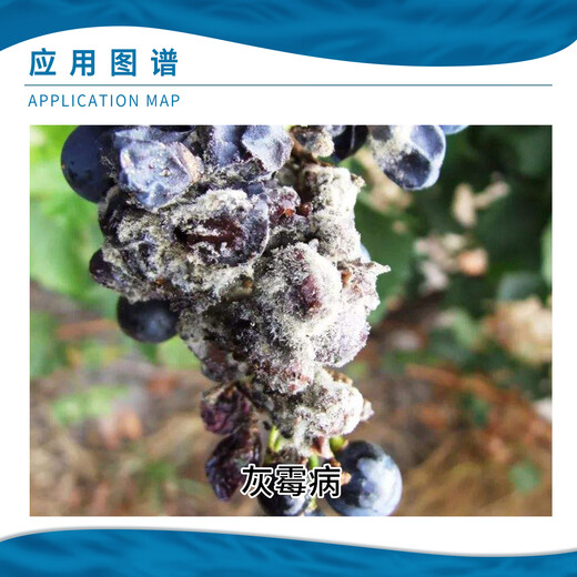 Standard Prosen 35% boscalid iprodione grape gray mold pesticide fungicide agricultural use 20g-100g 500ml