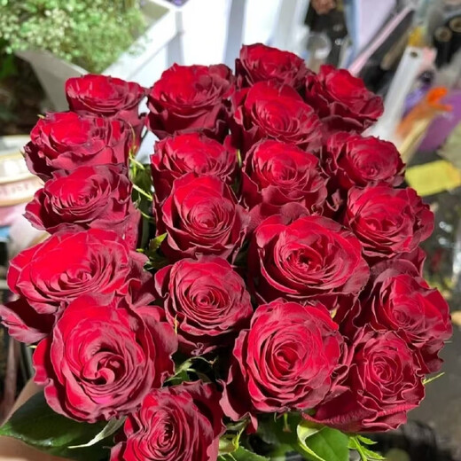 Jingdong Flowers Boutique Water-cultured Soilless Culture New Year's Eve Flowers Valentine's Day Limited Red Roses 20 Pack 45CM+ Straight from the Source