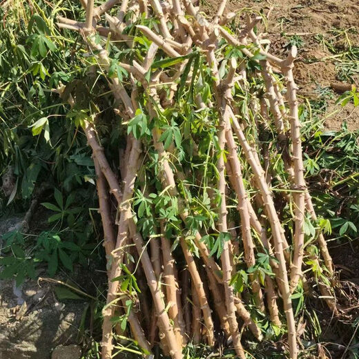 Yishenghuo authentic Guangxi Huanan No. 9 yellow-heart cassava seedlings, preferred No. 9 yellow-fleshed cassava seedlings, 11 yellow-heart cassava seedlings