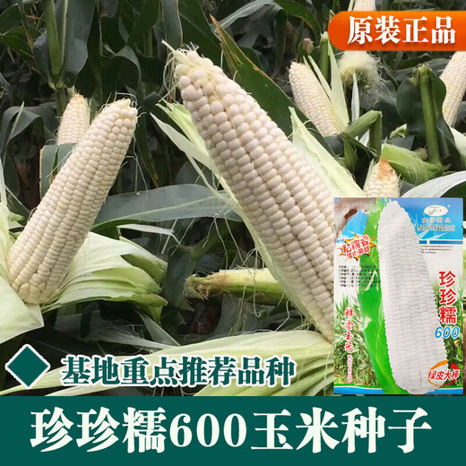 Wangyuanxing corn seeds, high yield, sweet fruit seeds, extra large drought-resistant glutinous seeds, early maturing old varieties, four seasons collection, Zhenzhenbang 600 corn 40g bag