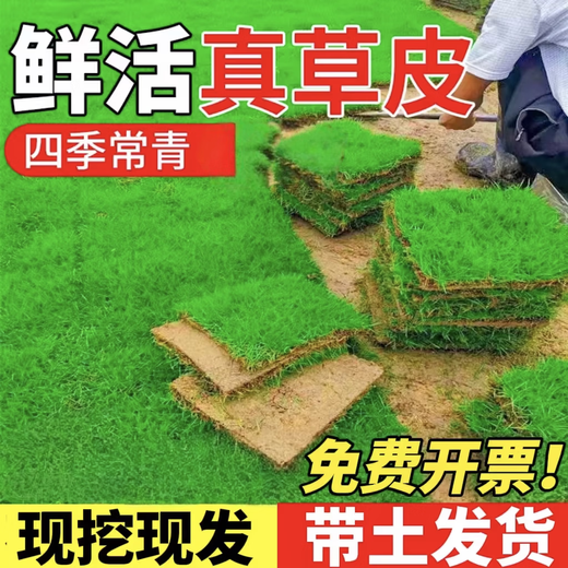 Lawn real turf soil villa garden courtyard greening plants Manila lawn soil turf four seasons green 1 square meter bentgrass/turf buy 10 square meters get 1 square meter free