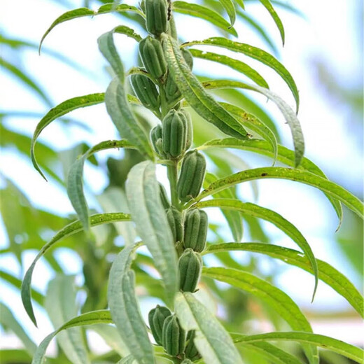 Семена белого кунжута Gaoyou № 2, стабильный урожай, семена кунжута с высоким содержанием масла, засухоустойчивые семена зерновых, посадка в поле 100 г/пакет