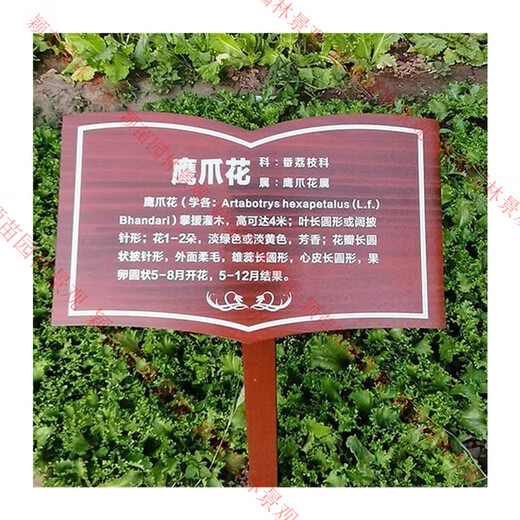 Customized solid wood Chinese herbal medicine brand introduction card, plant introduction card, ground brand, flower variety brand, tree science brand, style-14 (customizable content) 20.00x30.00cm