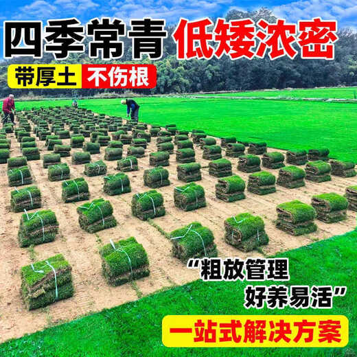 Turf soil real lawn with soil four-season green Manila turf villa courtyard greening grass Taiwan grass 1 square meter bentgrass buy 5 square meters and get 0.5 square meters
