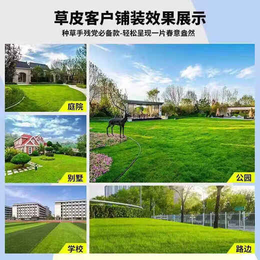 Lawn real turf soil villa garden courtyard greening plants Manila lawn soil turf four seasons green 1 square meter bentgrass/turf buy 10 square meters get 1 square meter free