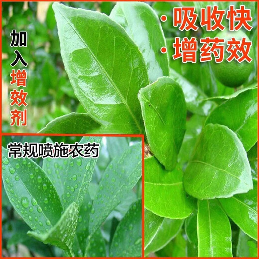 Zhaorufeng extended penetration agent containing lecithin auxiliary plant extract to improve the efficacy of pharmaceutical spray auxiliary soft phospholipid auxiliary 500g * 1 bottle, large quantity, please contact customer service