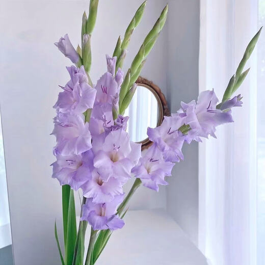 Gladiolus Backgammon Flowers Hydroponic Fresh Cut Flowers Gladiolus Valentine's Day Gift Spring Festival Decoration New Year's Eve Flowers Gladiolus Taro Purple 3 Branches (60-65cm)