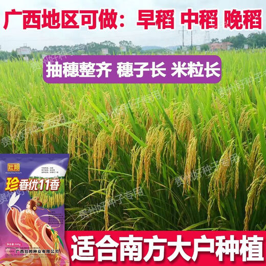 Wangyuanxing first-class rare and fragrant 11 fragrant high-yielding hybrid rice seeds, fragrant rice, high-quality long-grain rice, disease-resistant and high-yielding rice seeds, authentic first-class fragrant rice, long-grain, strong-flavor type, short stems and lodging-resistant, original and authentic, transplanting one acre of land (1 Jin Jin is equal to 0.5 kg) and free fungicide