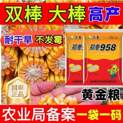 Академия сельскохозяйственных наук семена кукурузы короткостебельные, устойчивые к полеганию, засухе и стабильной урожайности, большая палка, новый сорт, живой стебель, спелые семена кукурузы, пшеница Чжэндан 958, 4400 зерен в мешке