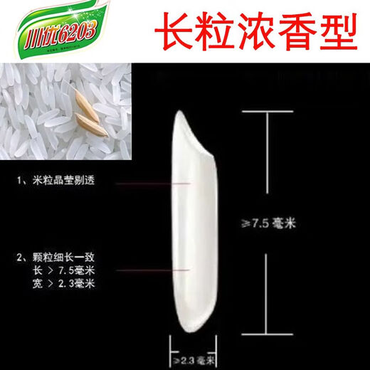 水稻种川优6203稻谷种稳产分蘖强抗病抗倒伏香米香稻好吃泰米品种 川优6203水稻种子   5袋