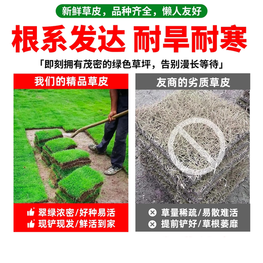 Turf soil real lawn with soil four-season green Manila turf villa courtyard greening grass Taiwan grass 1 square meter bentgrass buy 5 square meters and get 0.5 square meters