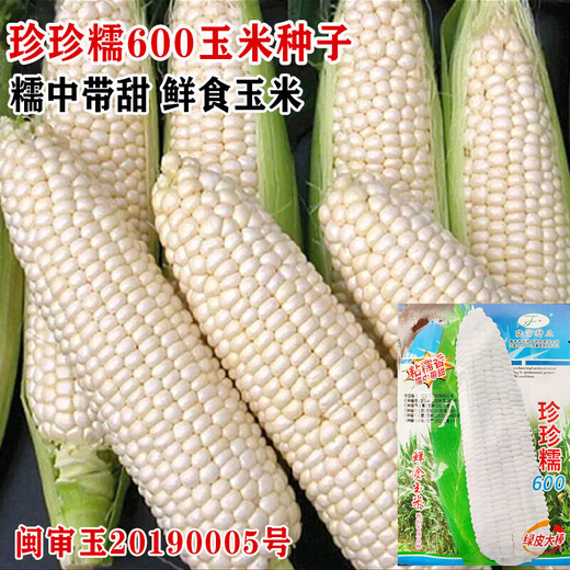 Wangyuanxing corn seeds, high yield, sweet fruit seeds, extra large drought-resistant glutinous seeds, early maturing old varieties, four seasons collection, Zhenzhenbang 600 corn 40g bag
