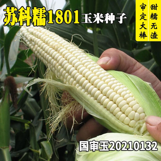 Trailer head Sukenuo 1801 white corn seed, national approval white sweet glutinous rice sticky glutinous cob seed, Datian Jie, Changfeng Sukenuo 1801 corn 200g/bag