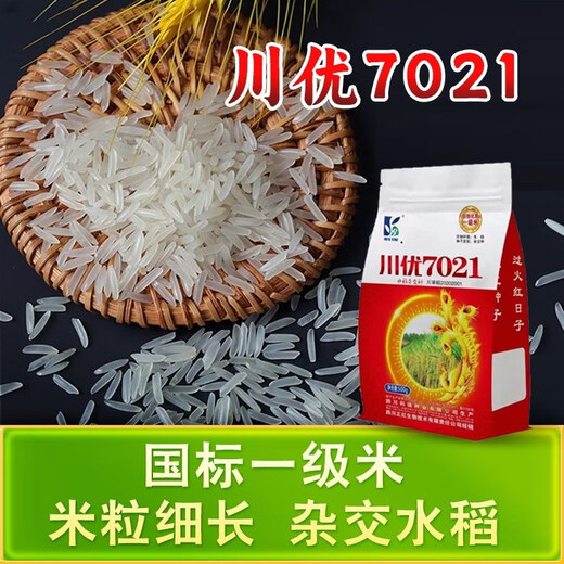 Long-grain fragrant rice Chuanyou 7021 rice seed national standard first-grade fragrant rice has a soft taste but not glutinous and chewy Chuanyou 7021 500g/bag 3 bags