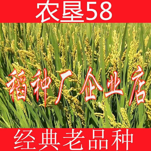 Семена риса, тайский ароматный рис высокоурожайный, семена риса оптом, семена риса оптом, рис ароматный высокоурожайный, рис длиннозерный, семя риса Хуасян №2 (рис вкусный), насыпной вес, 1Цзин,Цзин равен 0,5кг, цена (семена можно сохранить)