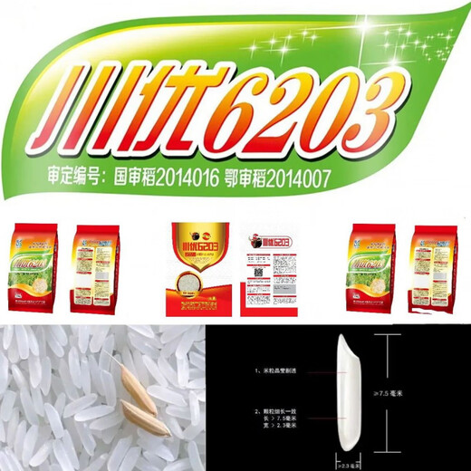 水稻种川优6203稻谷种稳产分蘖强抗病抗倒伏香米香稻好吃泰米品种 川优6203水稻种子   5袋