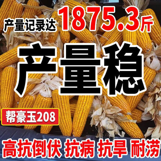 Национальный обзор Banghaoyu, коллекция высокоурожайных семян кукурузы, Юньнань-Гуйчжоу, Сычуань, Сычуань, с коротким стеблем, очень большая палочка, устойчивая к полеганию, семена прицветника, оригинальные 1 кг (приблизительно 1 му земли)