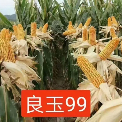 Liangyu 99, устойчивый к болезням, оригинальный, нового поколения, высокая устойчивость к насекомым и ржавчине, улучшенная версия, адаптируемая к широкой толерантности к густой посадке Denghai Liangyu 99, 4200 капсул в пакете на акр, в произвольной упаковке