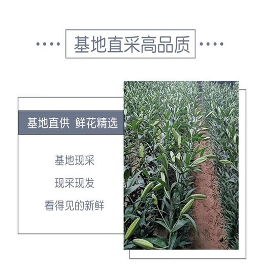 百合花鲜花基地直发鲜花家用水培插花情人节礼物春节装饰年宵花 白百合55-60cm  6个花苞（品种随机）