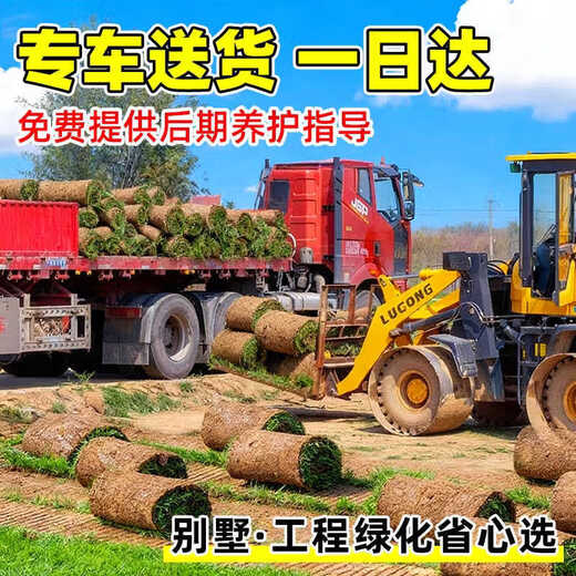 Turf soil real lawn with soil four-season green Manila turf villa courtyard greening grass Taiwan grass 1 square meter bentgrass buy 5 square meters and get 0.5 square meters